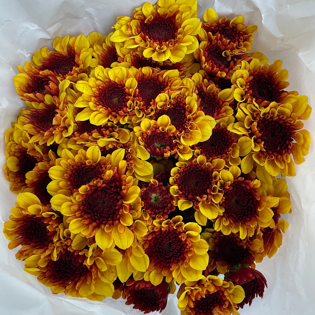 Chrysanthemum Pompom Brown / Yellow 2 - (10-12 Stems)