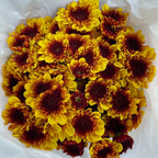 Chrysanthemum Pompom Brown / Yellow 2 - (10-12 Stems)