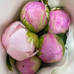 Peony Pink 芍药 - (5 Stems)