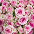 Rose Spray Tralala - (8-10 Stems)