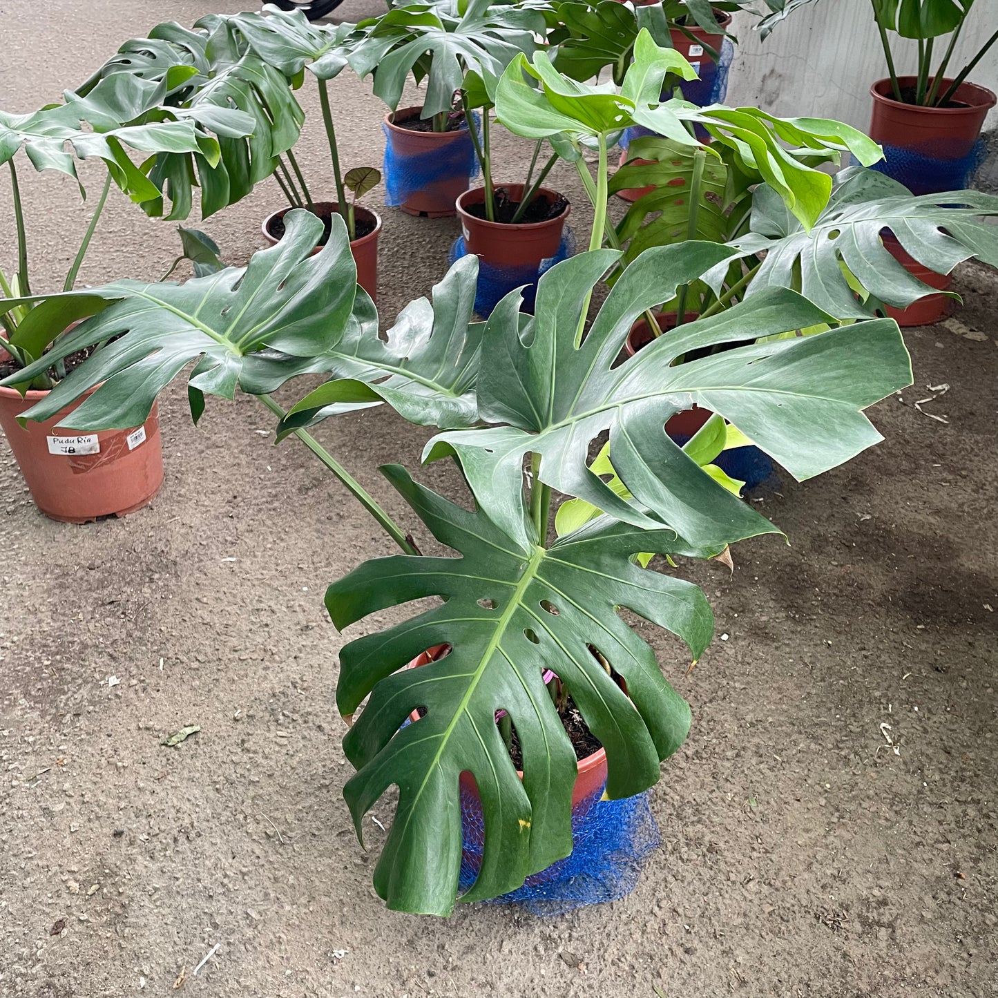 Monstera Plant (L)