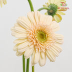 Gerbera Cream 非洲菊 - (8-10 Stems)