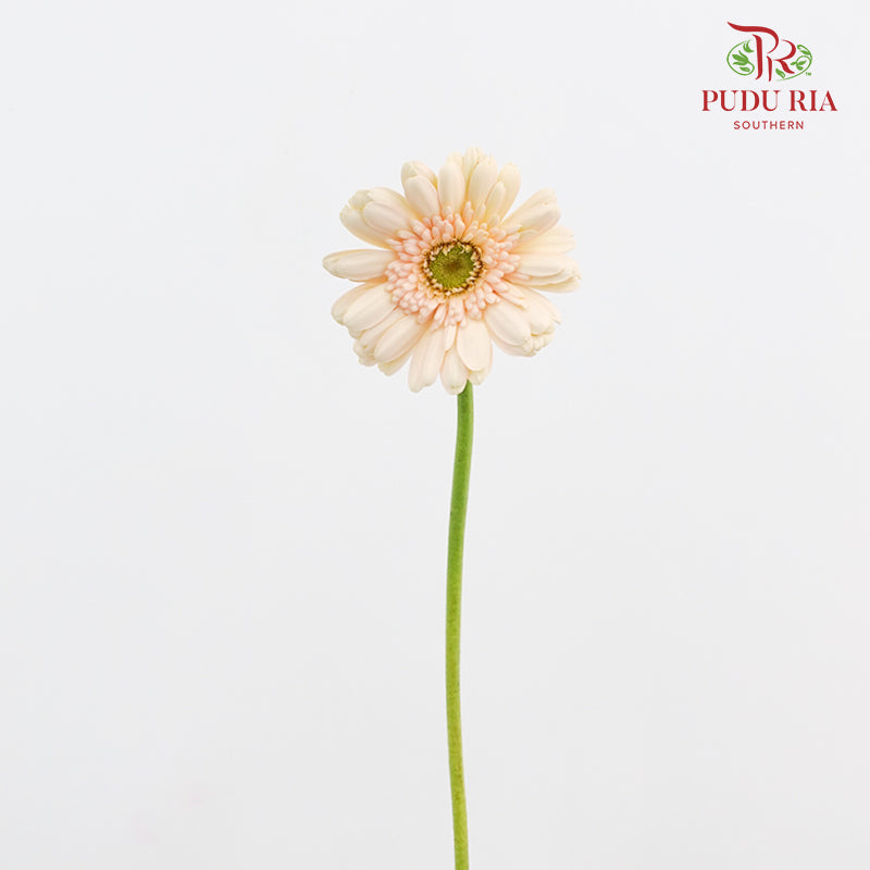 Gerbera Cream 非洲菊 - (8-10 Stems)
