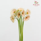 Gerbera Cream 非洲菊 - (8-10 Stems)