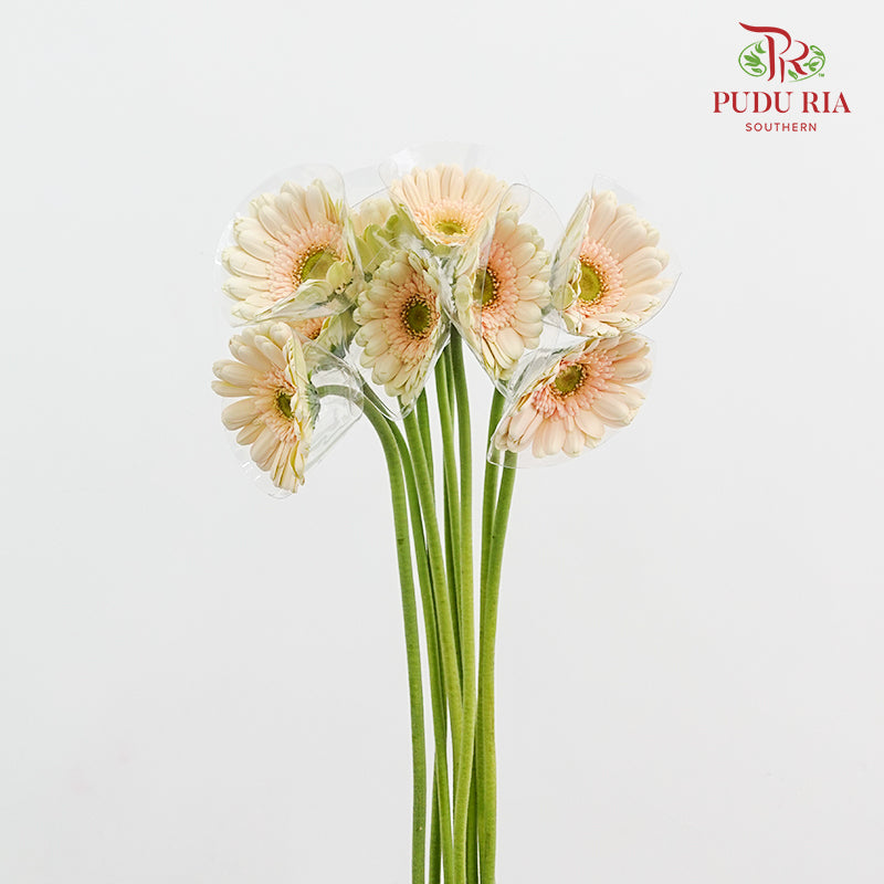 Gerbera Cream 非洲菊 - (8-10 Stems)