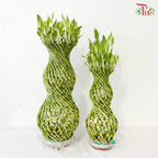 Hulo Bamboo 葫芦竹