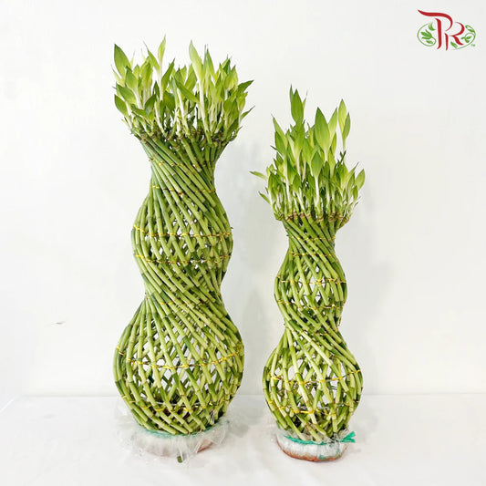 Hulo Bamboo 葫芦竹