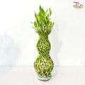 Hulo Bamboo 葫芦竹