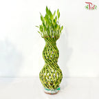 Hulo Bamboo 葫芦竹