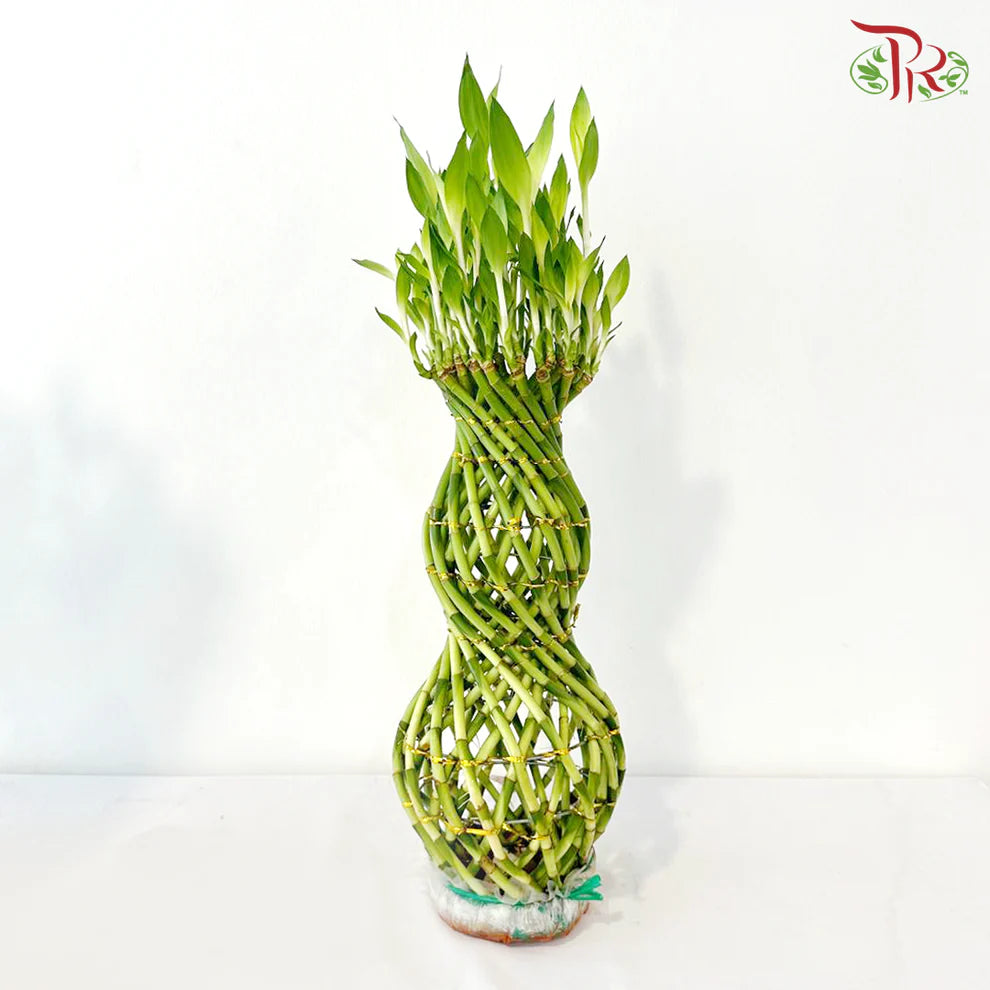 Hulo Bamboo 葫芦竹