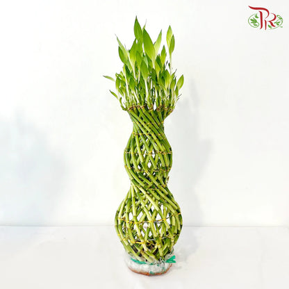 Hulo Bamboo 葫芦竹