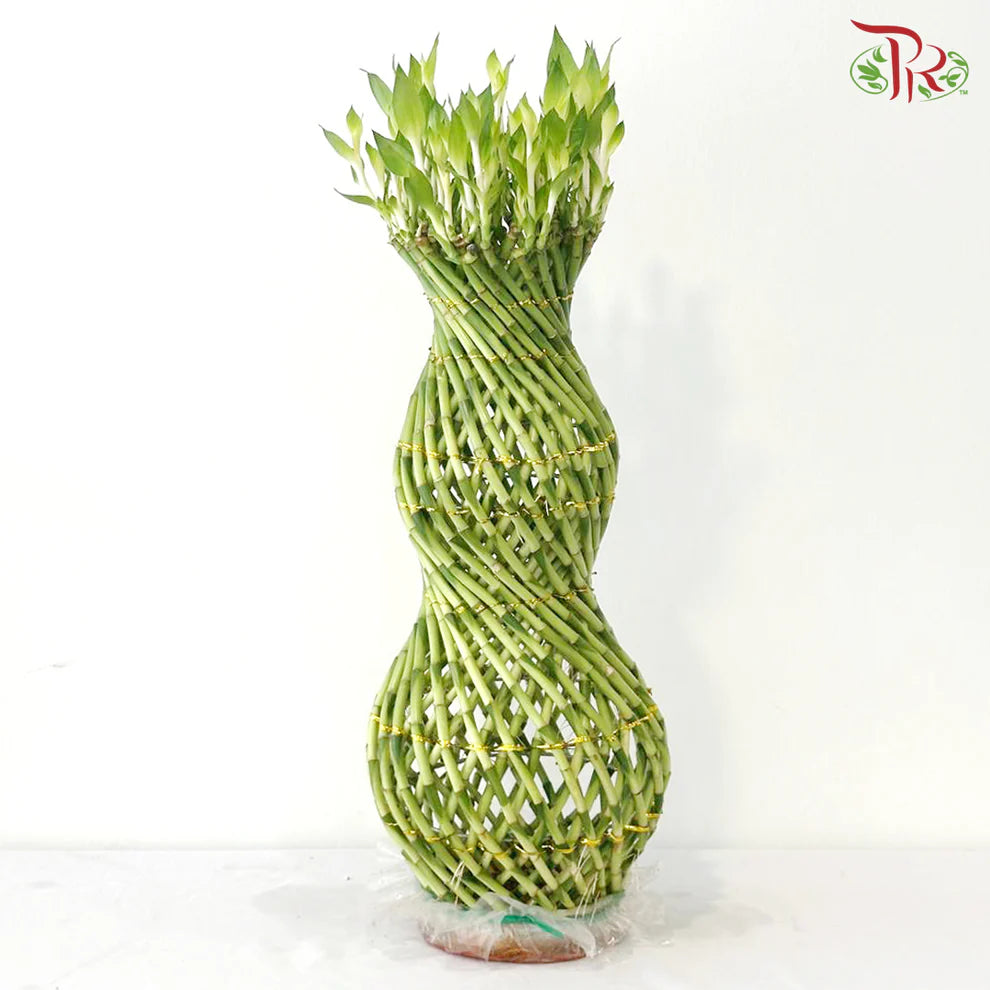 Hulo Bamboo 葫芦竹