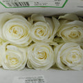 Rose Hight Light - (15 Stems)