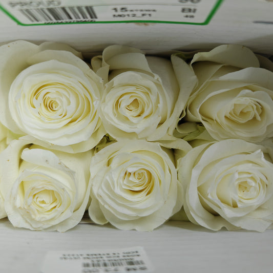 Rose Hight Light - (15 Stems)