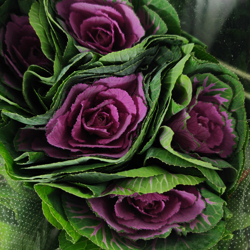 Mini Brassica Purple 芸薹属 - (5 Stems)