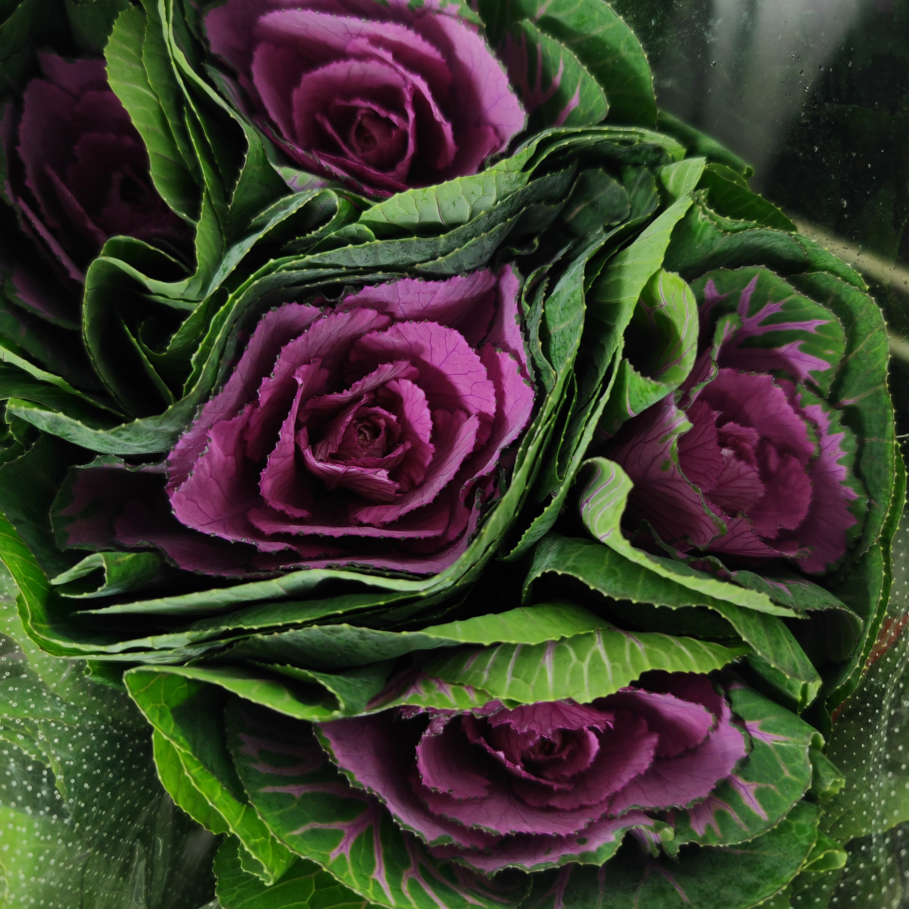 Mini Brassica Purple 芸薹属 - (5 Stems)