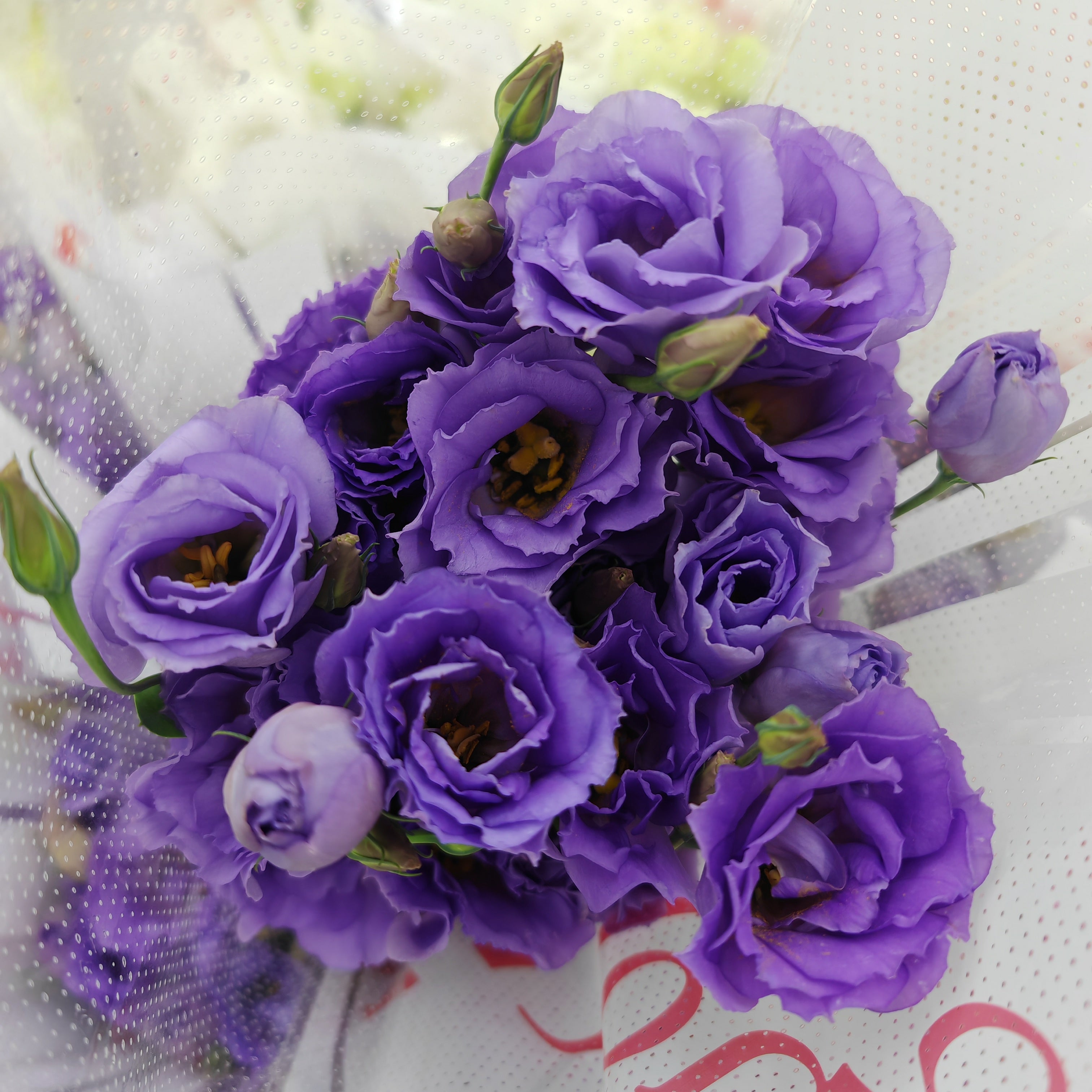 Eustoma Purple - (12-15 Stems)