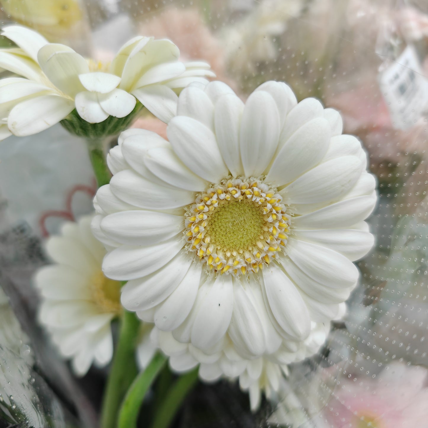Gerbera Mini Albino - (5 Stems)