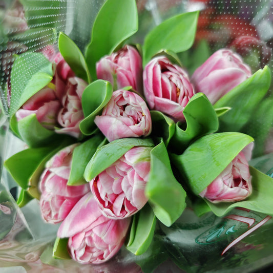 Tulip Double Petal Light Pink - (8-10 Stems)