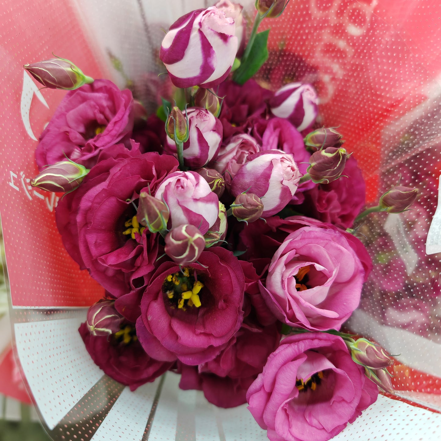 Eustoma Maroon - (12-15 Stems)