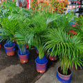 Yellow Palm Leaf Plant