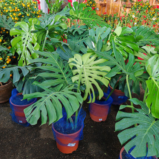 Monstera Pot Plant (XL)