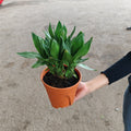 Lucky Lotus Multi (Dracaena Sanderana)