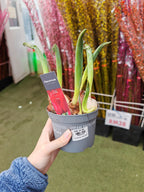 Tulip plant 郁金香