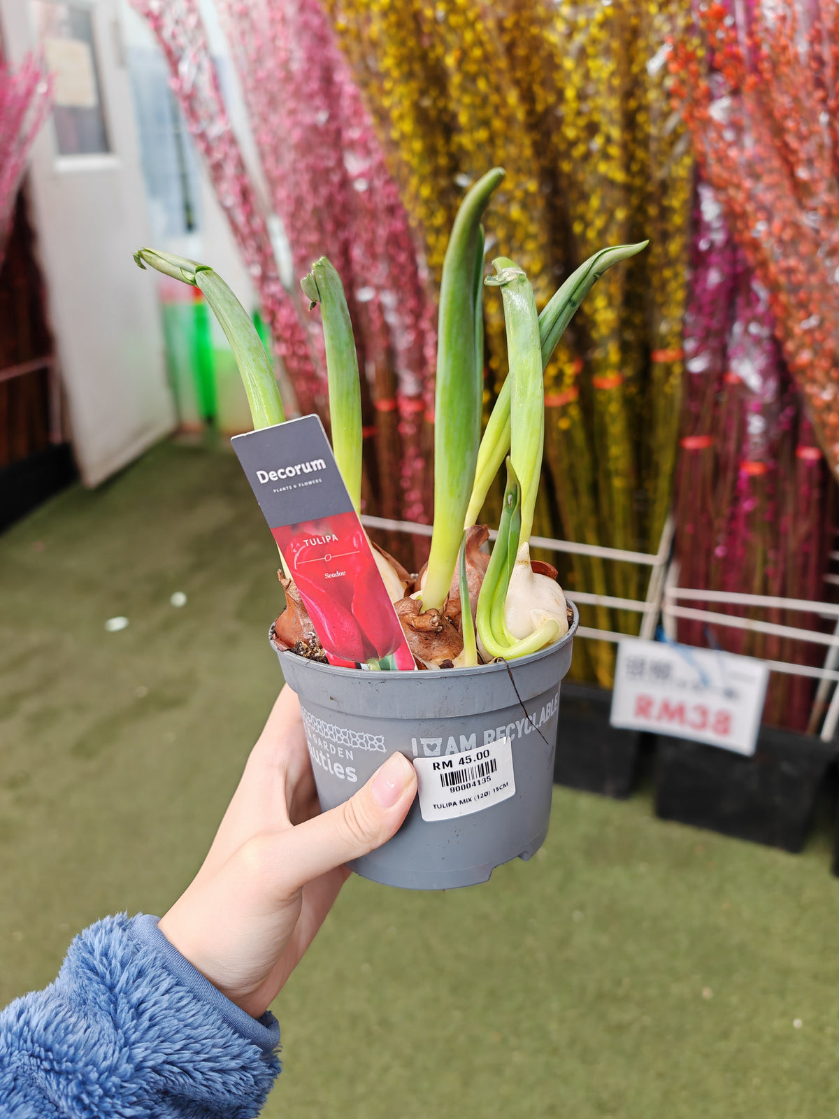 Tulip plant 郁金香