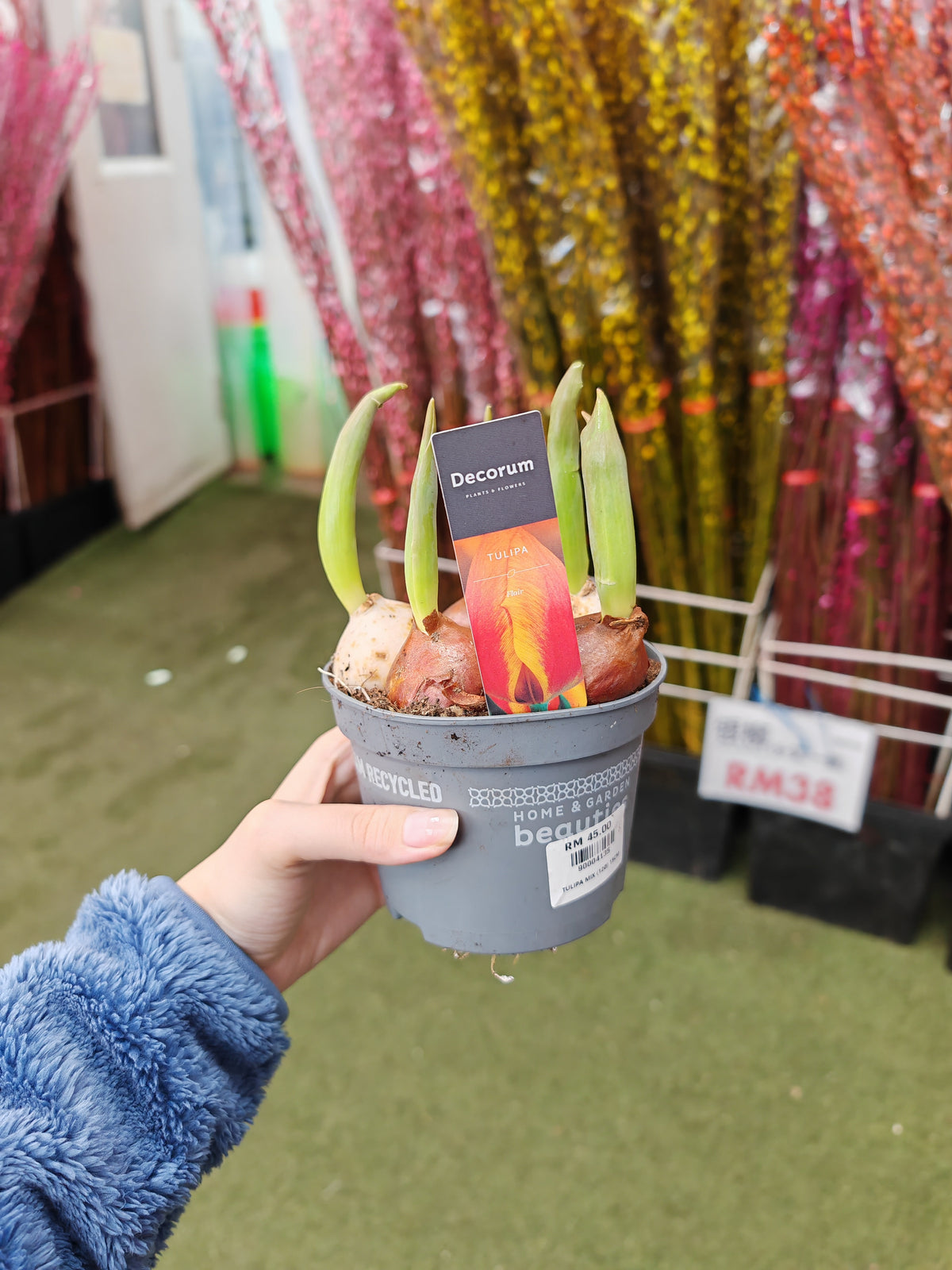 Tulip plant 郁金香