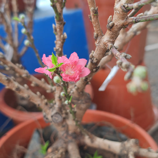 Cherry Blossom Plant - Small 樱花树