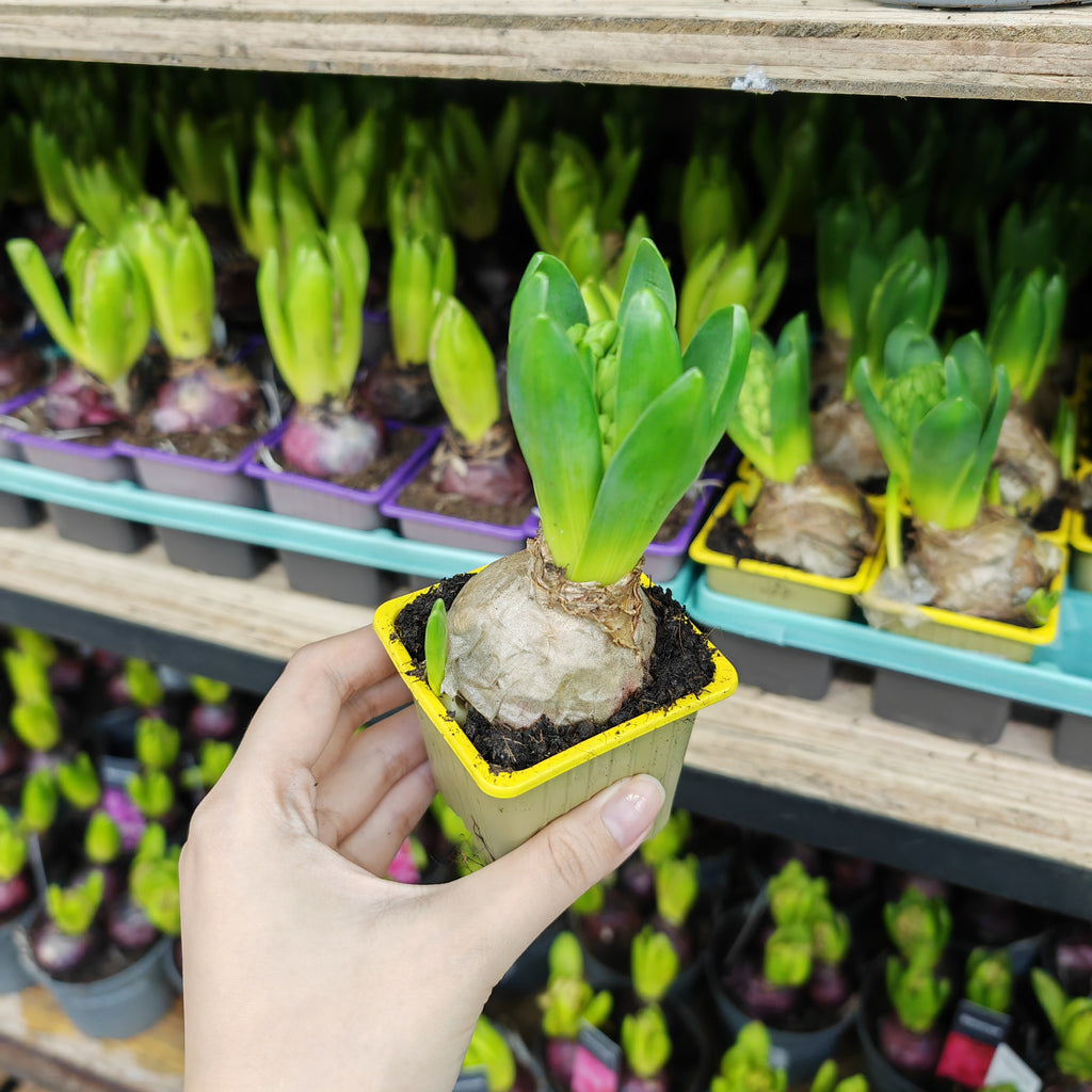 Hyacinthus 风信子 1pp