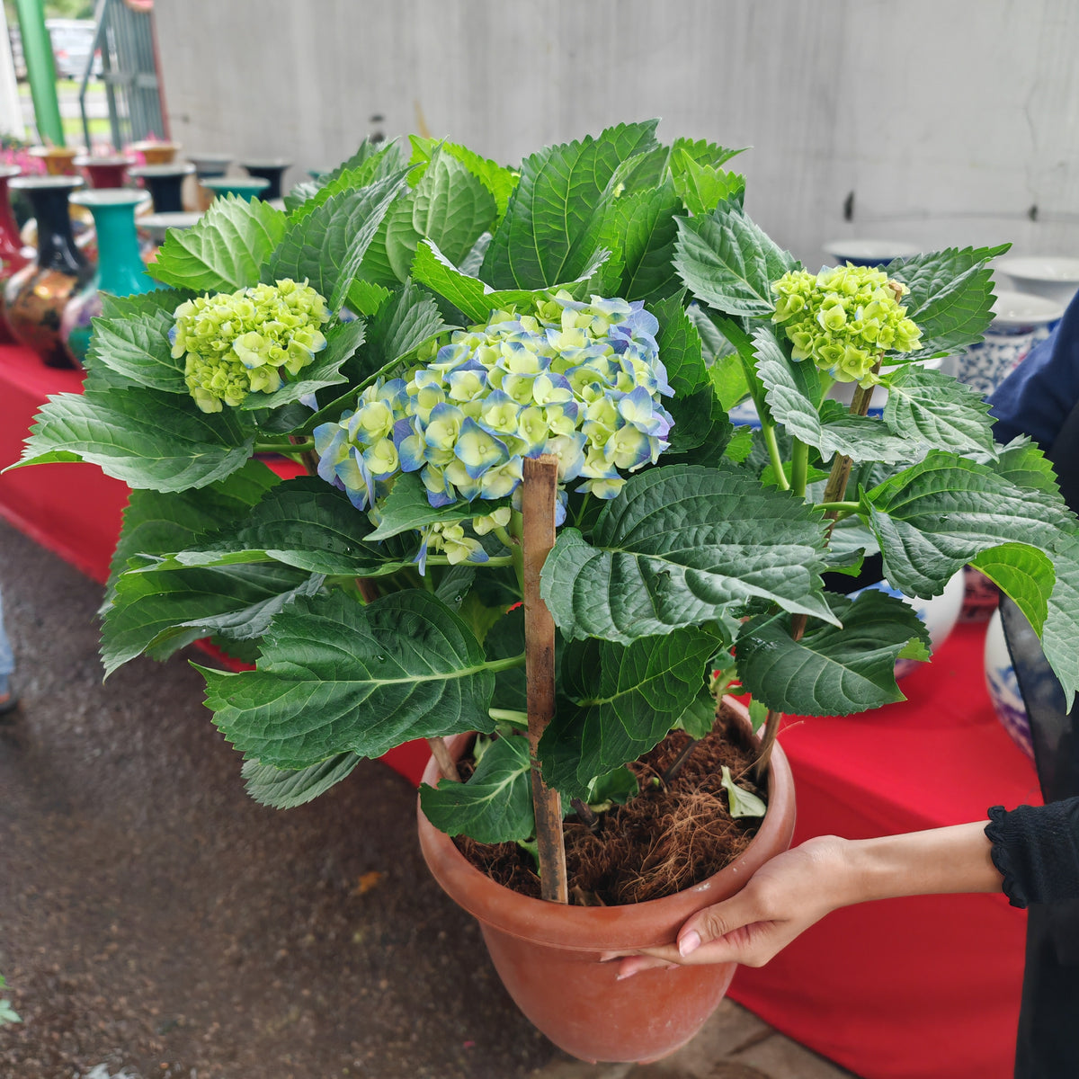 9' Hydrangea Plant Small 绣球花(大盆)