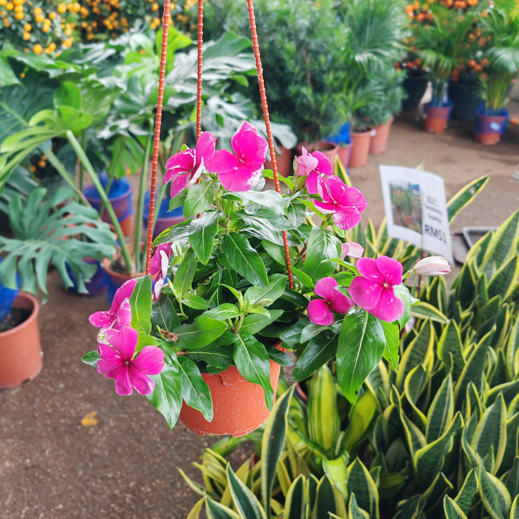 Vinca Rosea 长春花