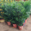 Podocarpus Full Cone 罗汉松 (Peat)