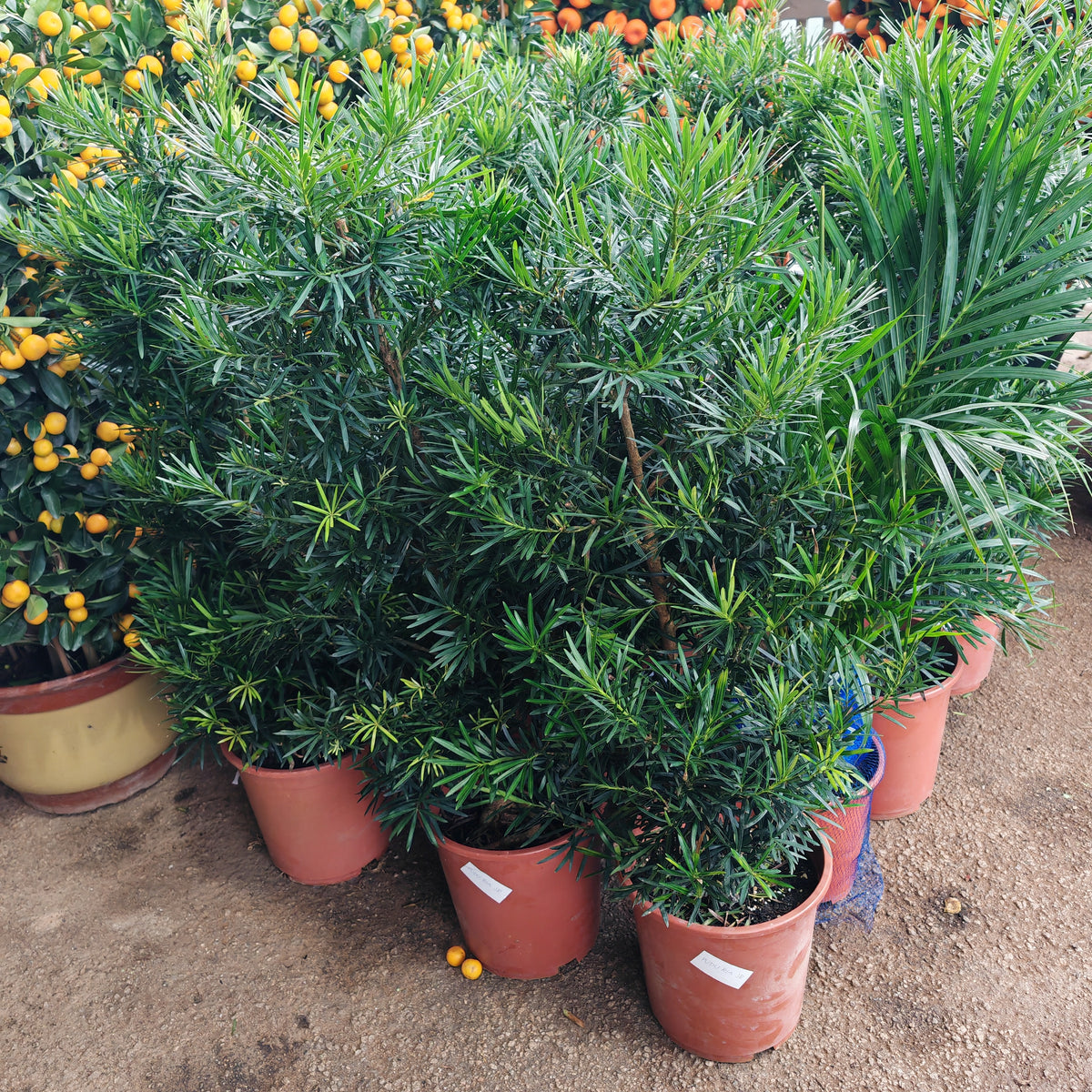 Podocarpus Full Cone 罗汉松 (Peat)