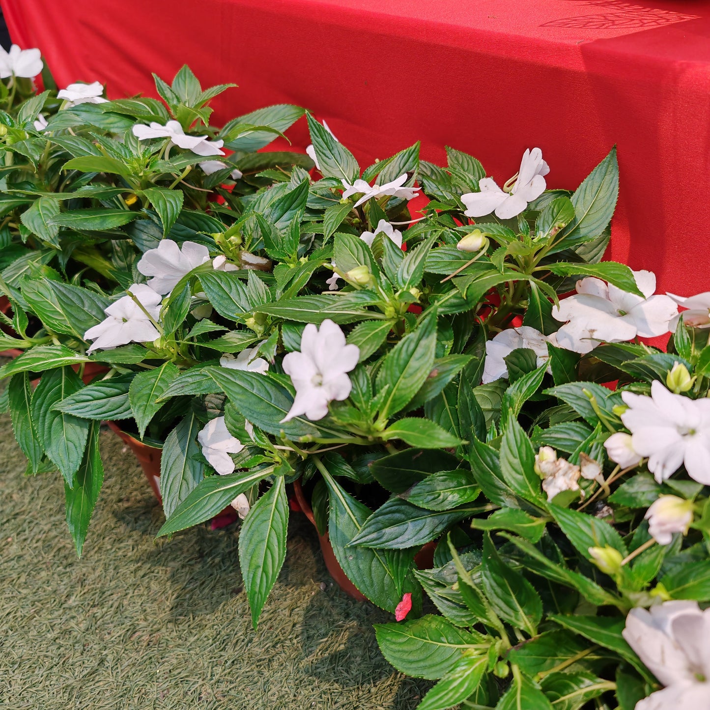 Impatiens 凤仙花