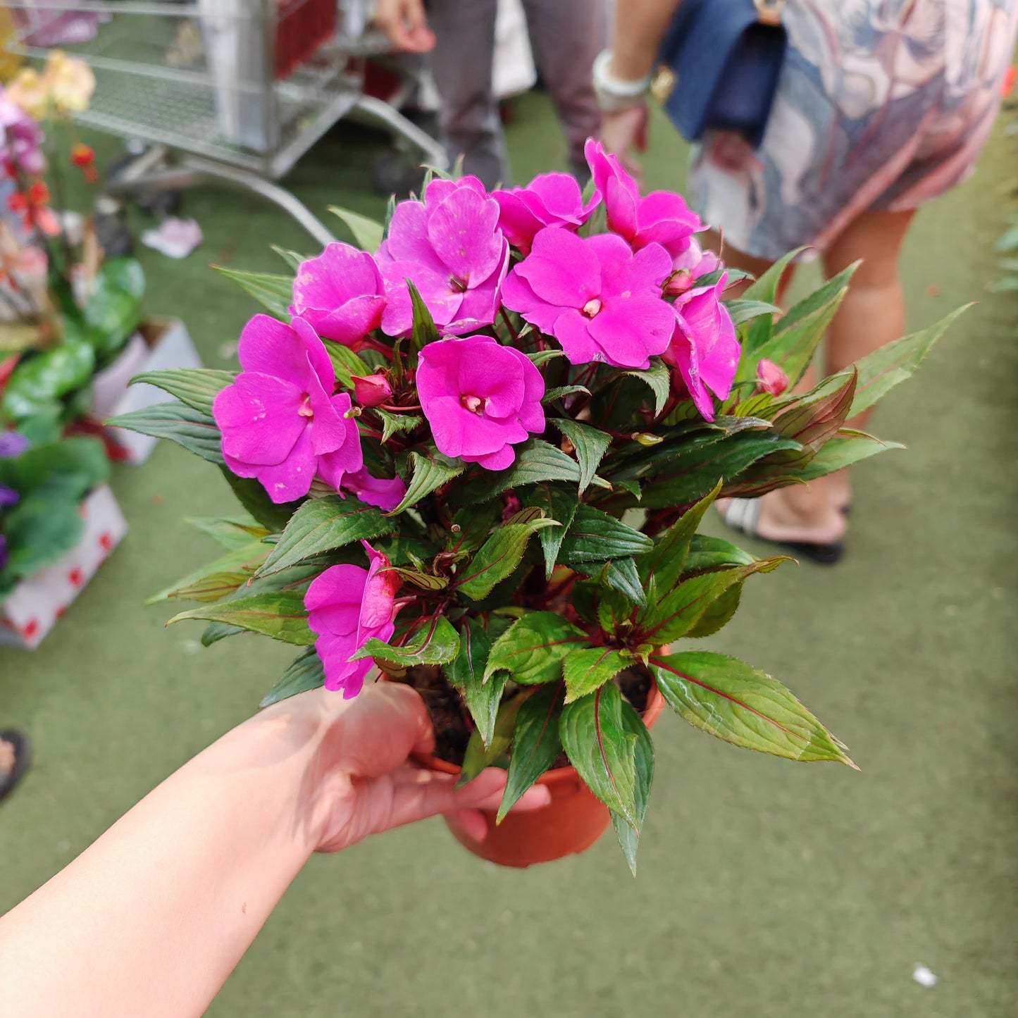 Impatiens 凤仙花