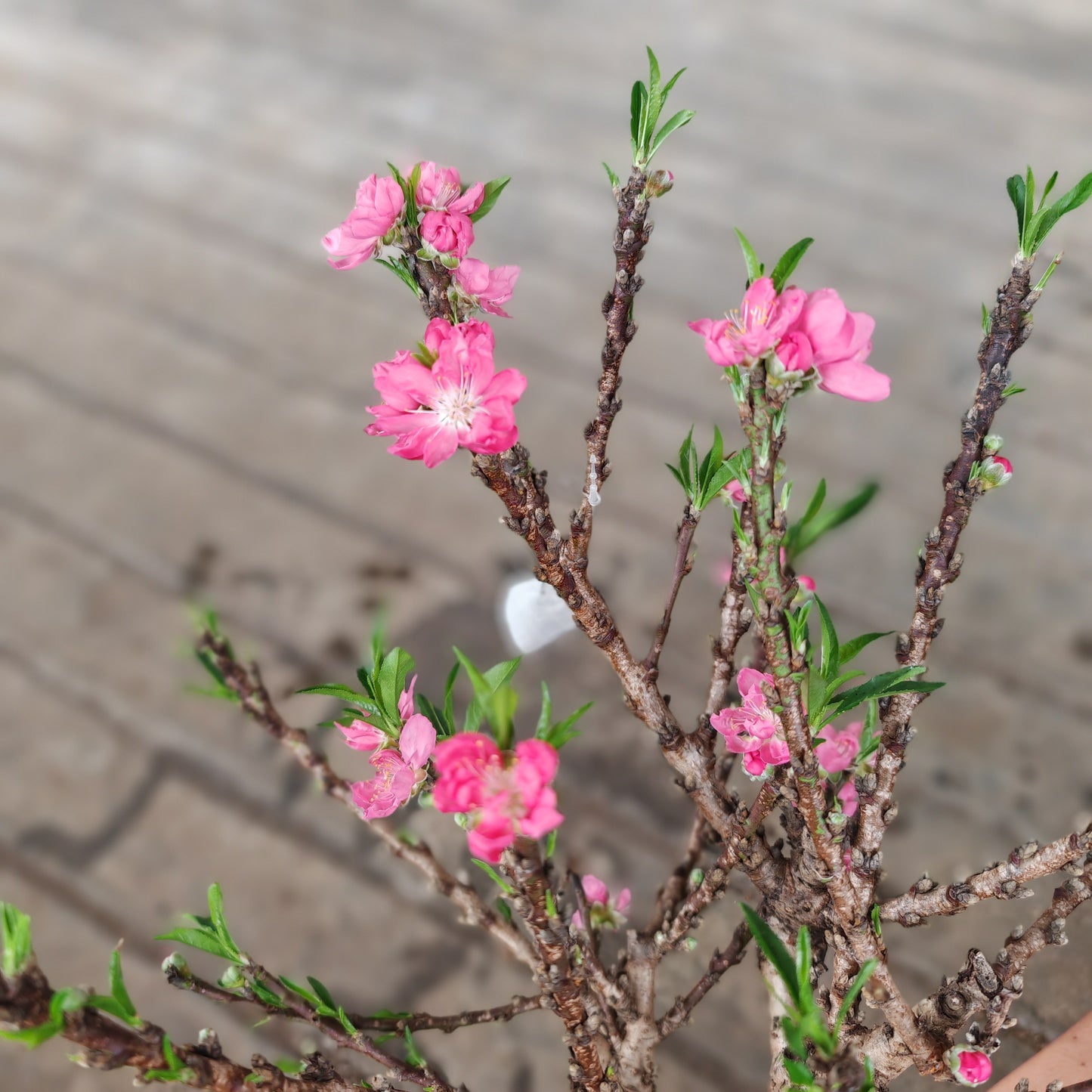 Cherry Blossom Plant 樱花树