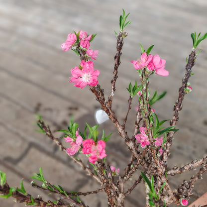 Cherry Blossom Plant 樱花树