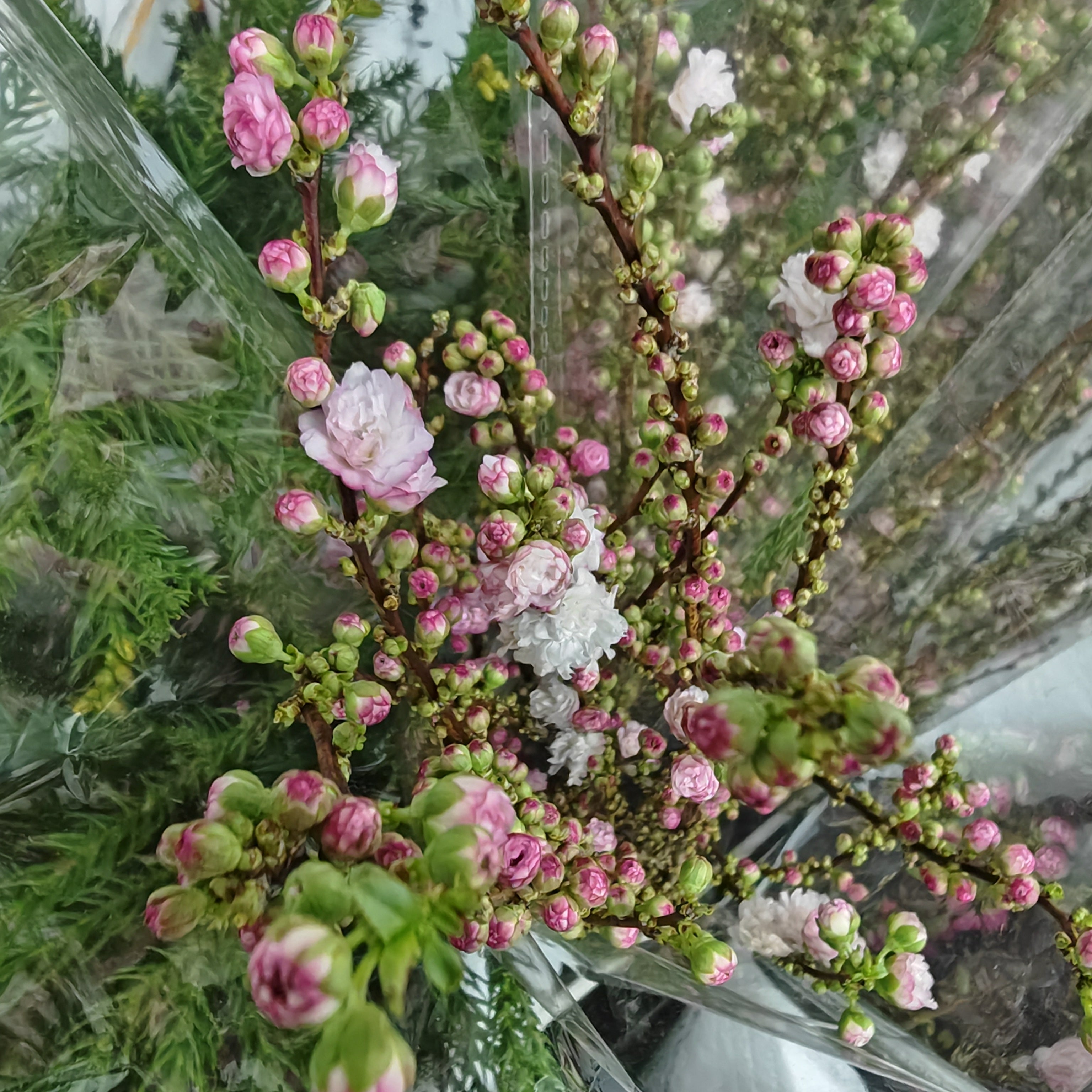 Plum Blossom 梅花 - (Per Bundle)