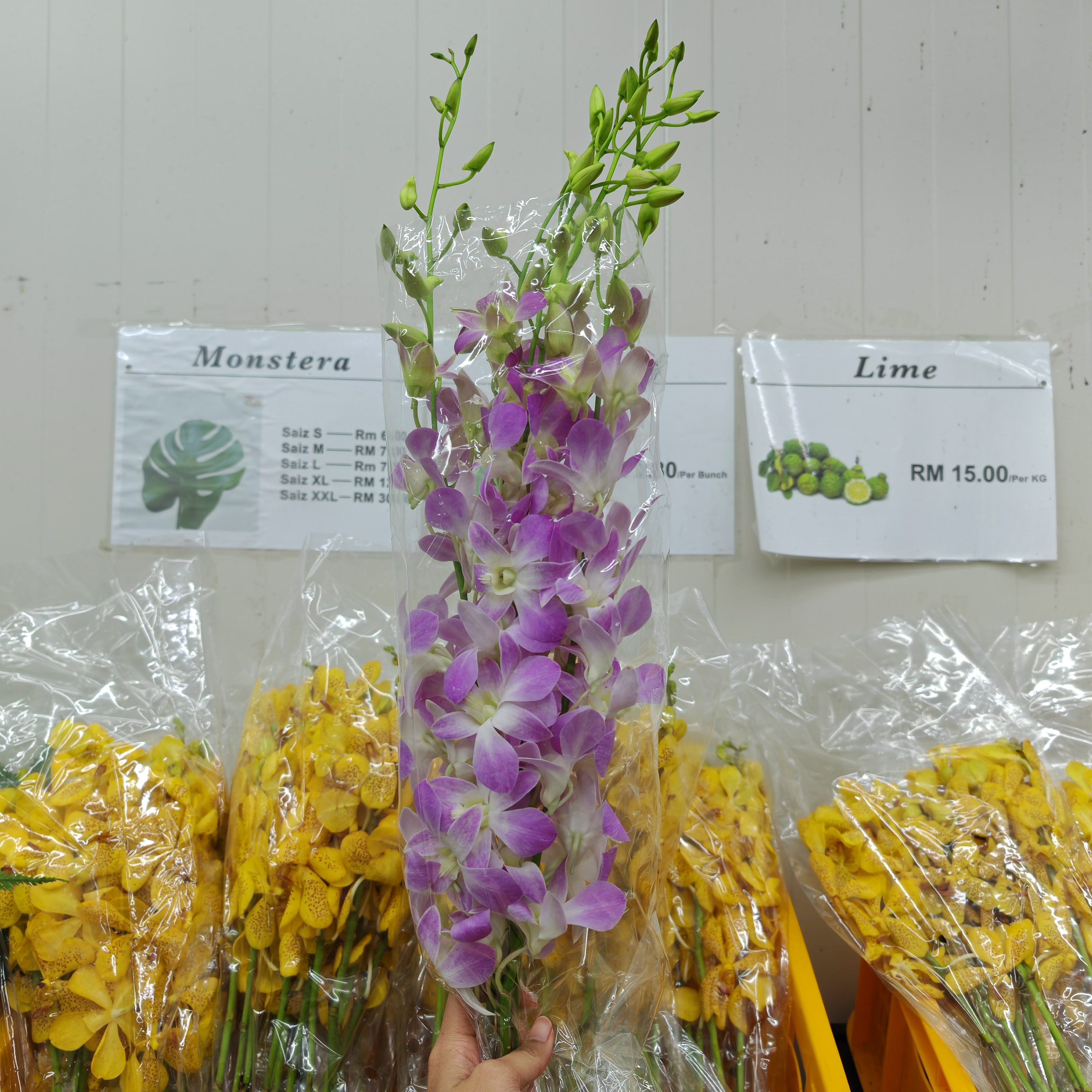Dendrobium Orchid Lilac (XL) - (5 Stems)