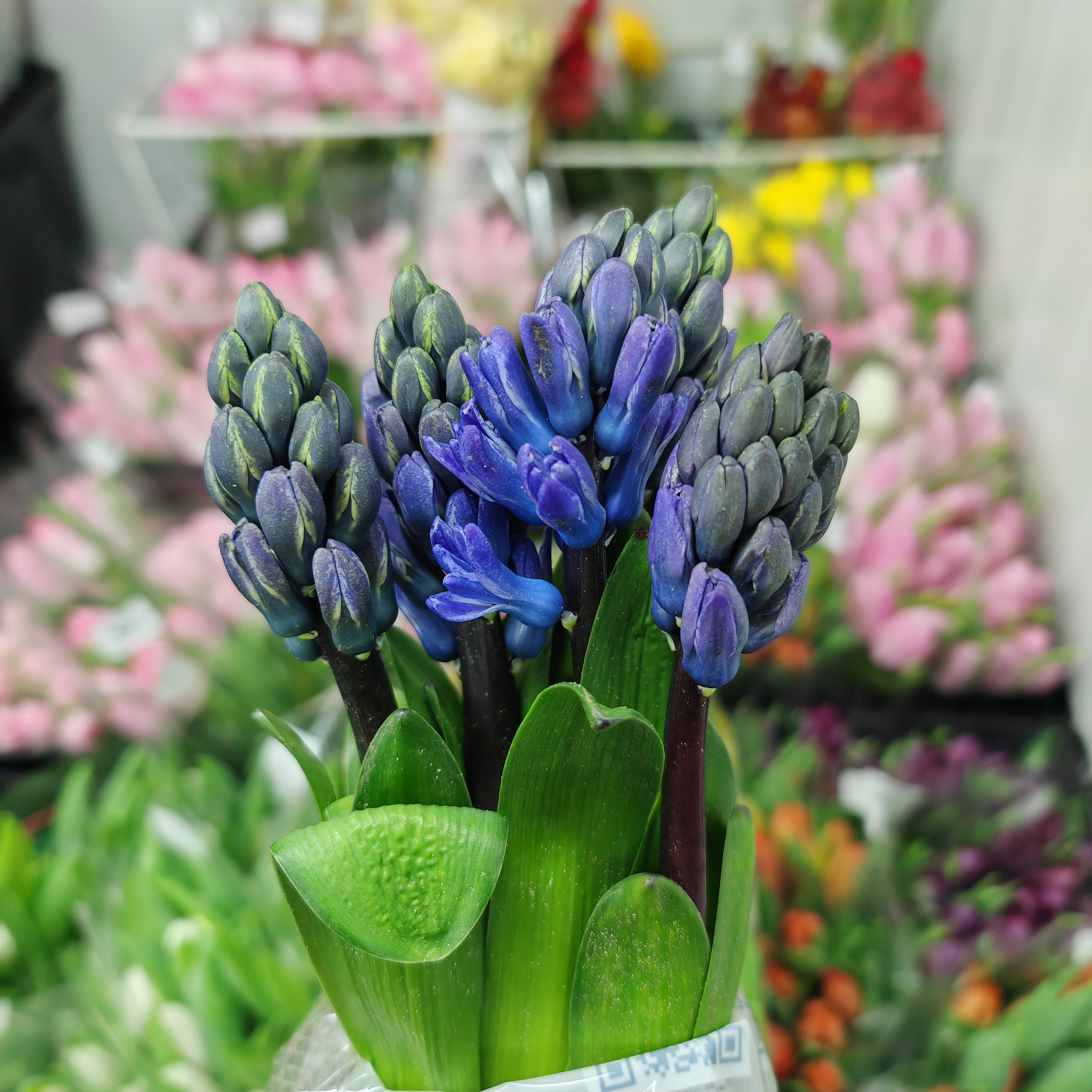 Hyacinthus Blue - (5 Stems)