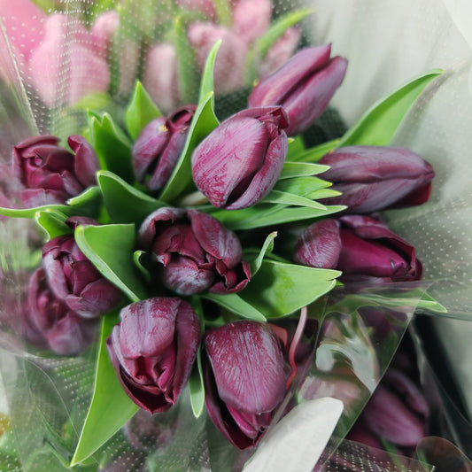 Tulip Dark Purple - (8-10 Stems)