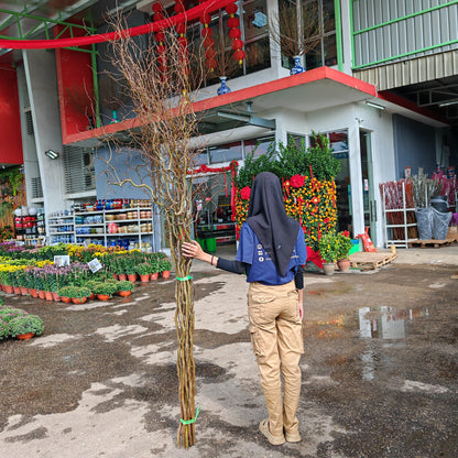 Salix 龙柳 - (Per Bundle)