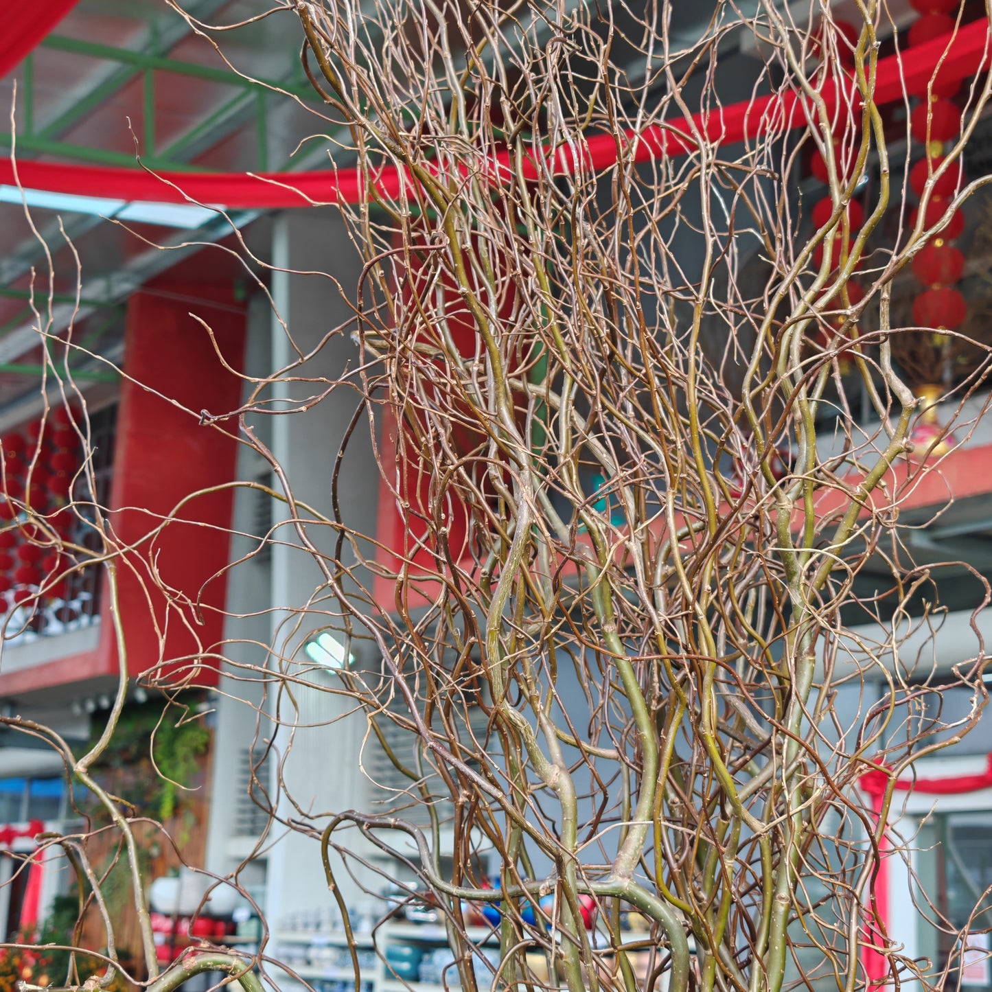 Salix 龙柳 - (Per Bundle)