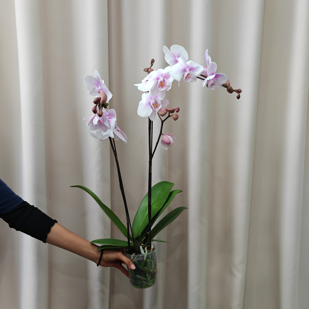 Phalaenopsis Orchid Purple White Medium Double Stems