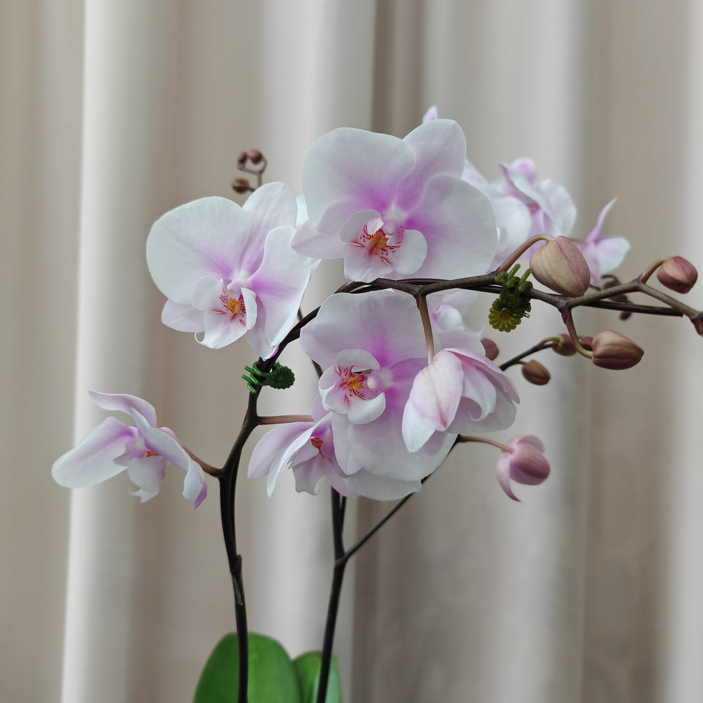 Phalaenopsis Orchid Purple White Medium Double Stems