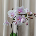Phalaenopsis Orchid Purple White Medium Double Stems