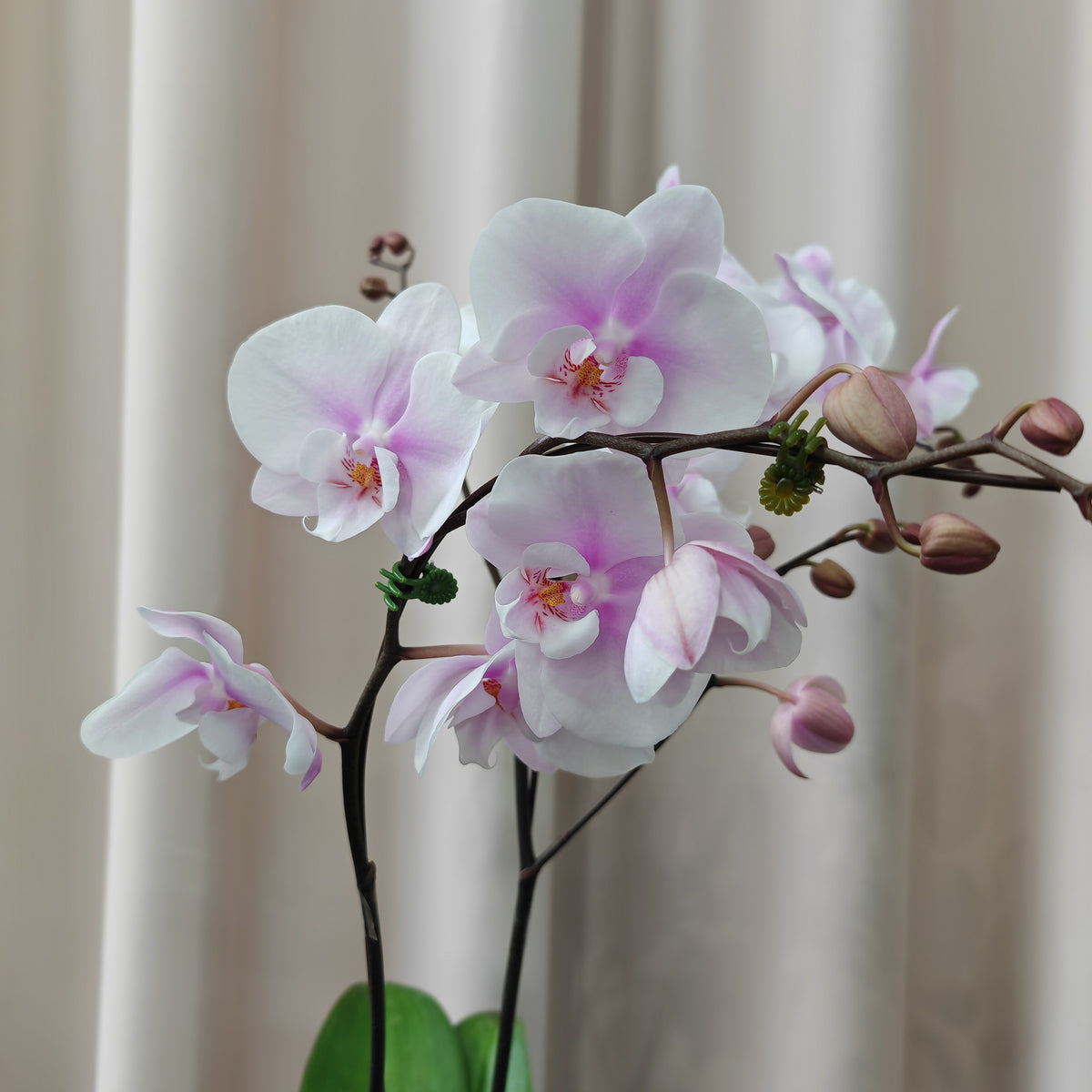 Phalaenopsis Orchid Purple White Medium Double Stems